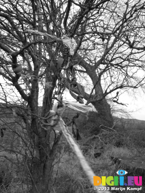 SX33110 Ribbons in tree near Tinkinswood burial chamber